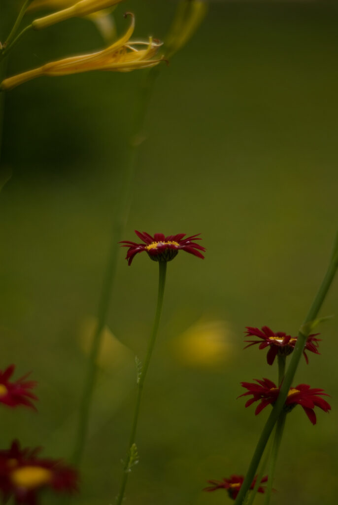 Super Takumar 55mm f1.8-4688