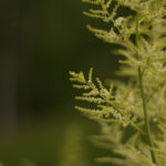 Super Takumar 55mm f1.8-4689