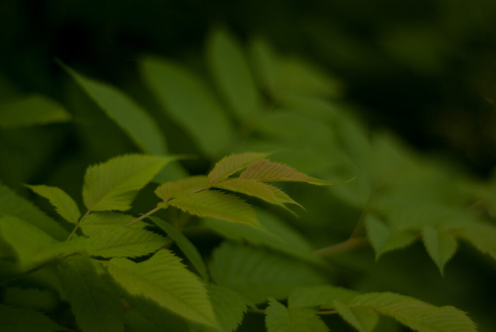 Super Takumar 55mm f1.8-4690