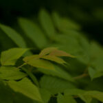 Super Takumar 55mm f1.8-4690