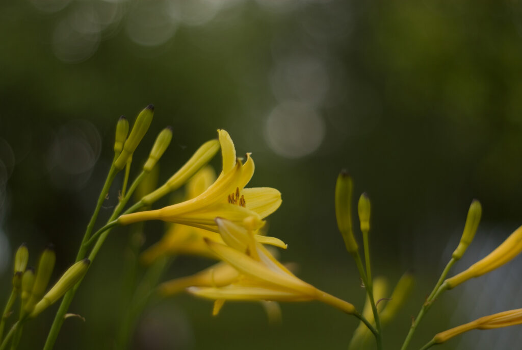 Super Takumar 55mm f1.8-4691