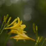 Super Takumar 55mm f1.8-4691