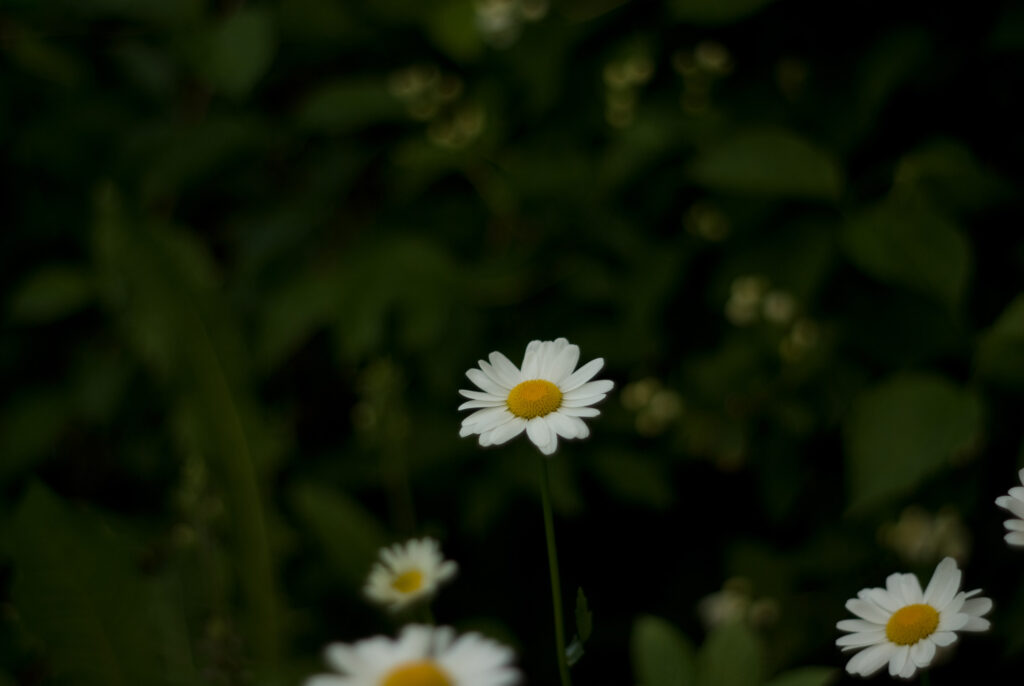 Super Takumar 55mm f1.8-4692