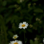 Super Takumar 55mm f1.8-4692