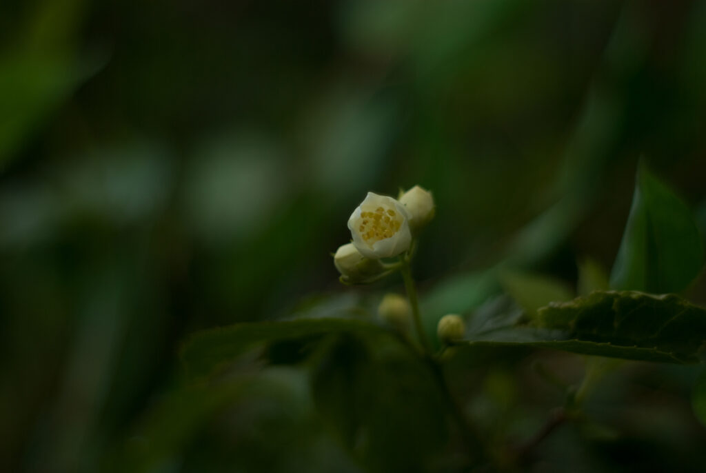 Super Takumar 55mm f1.8-4693