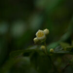 Super Takumar 55mm f1.8-4693