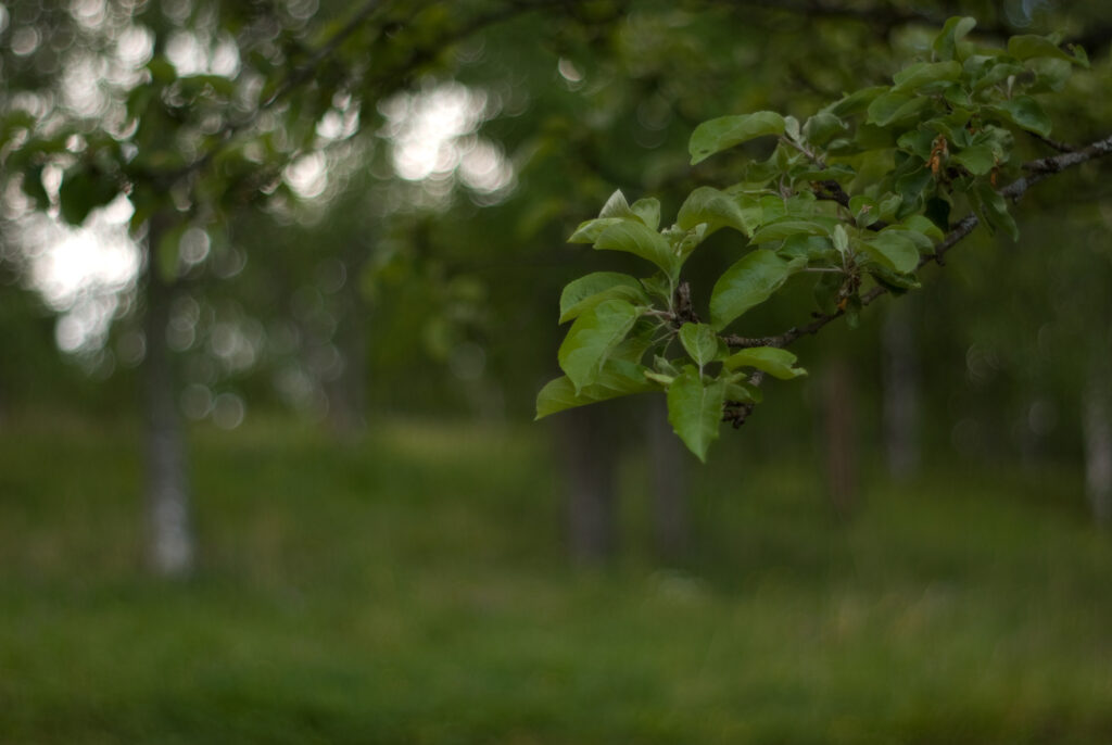 Super Takumar 55mm f1.8-4694