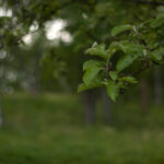 Super Takumar 55mm f1.8-4694