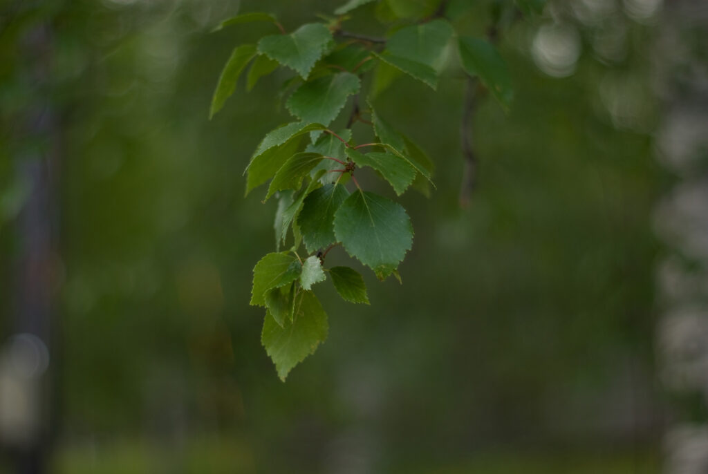 Super Takumar 55mm f1.8-4695