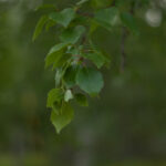 Super Takumar 55mm f1.8-4695