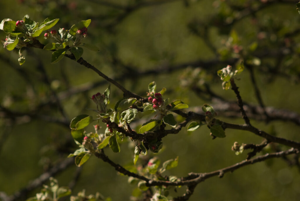 Tamron 200mm f3.5 Adaptall-4670