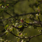 Tamron 200mm f3.5 Adaptall-4670