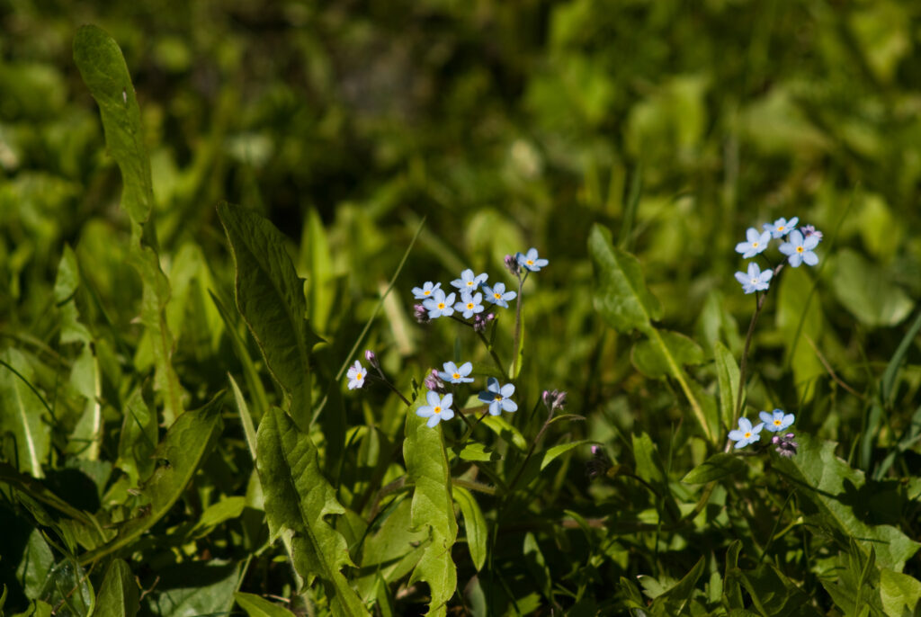 Tamron 200mm f3.5 Adaptall-4671