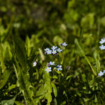 Tamron 200mm f3.5 Adaptall-4671