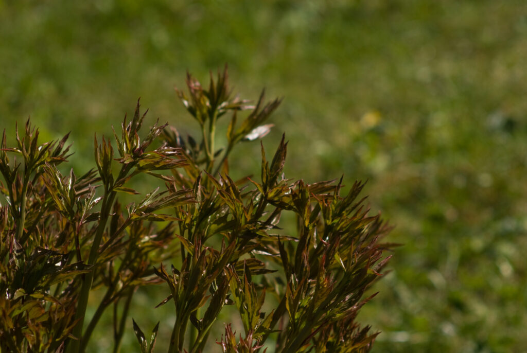 Tamron 200mm f3.5 Adaptall-4672