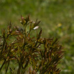 Tamron 200mm f3.5 Adaptall-4672
