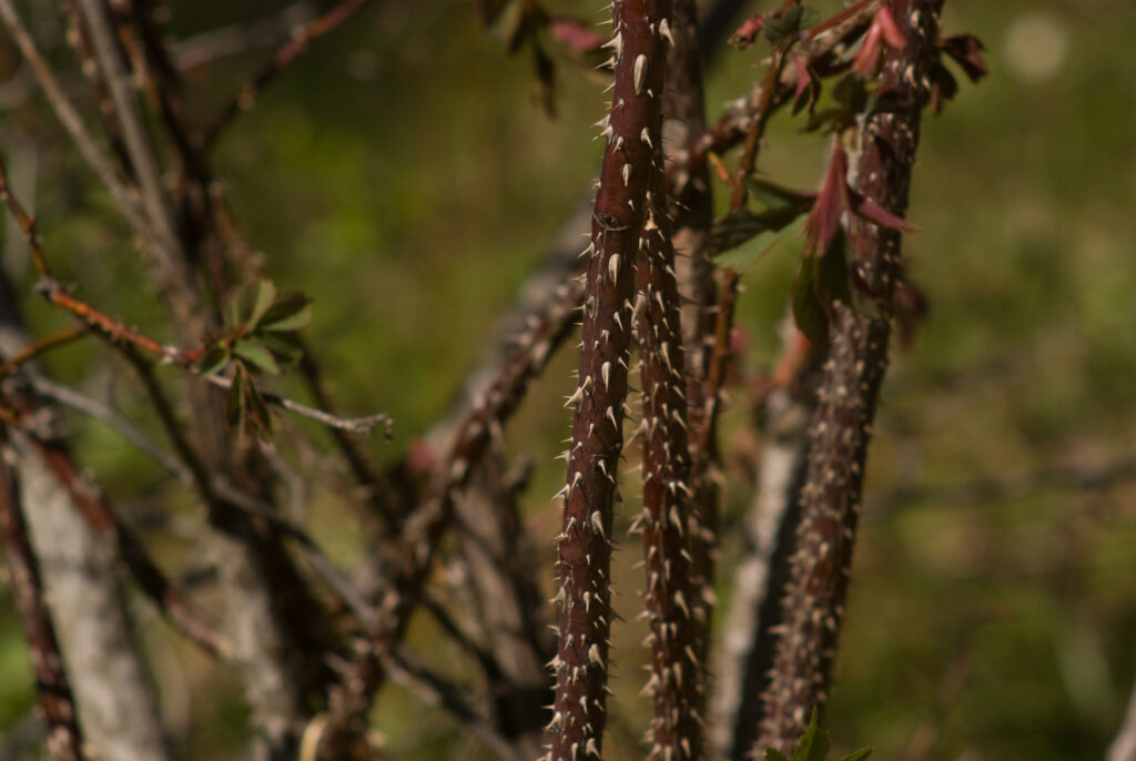 Tamron 200mm f3.5 Adaptall-4673