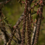 Tamron 200mm f3.5 Adaptall-4673