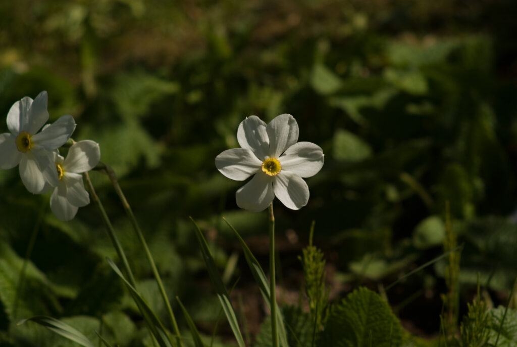 Tamron 200mm f3.5 Adaptall-4674