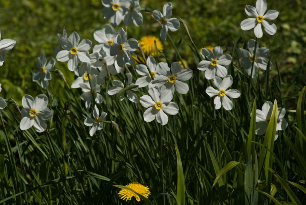 Tamron 200mm f3.5 Adaptall-4675
