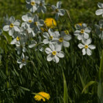 Tamron 200mm f3.5 Adaptall-4675