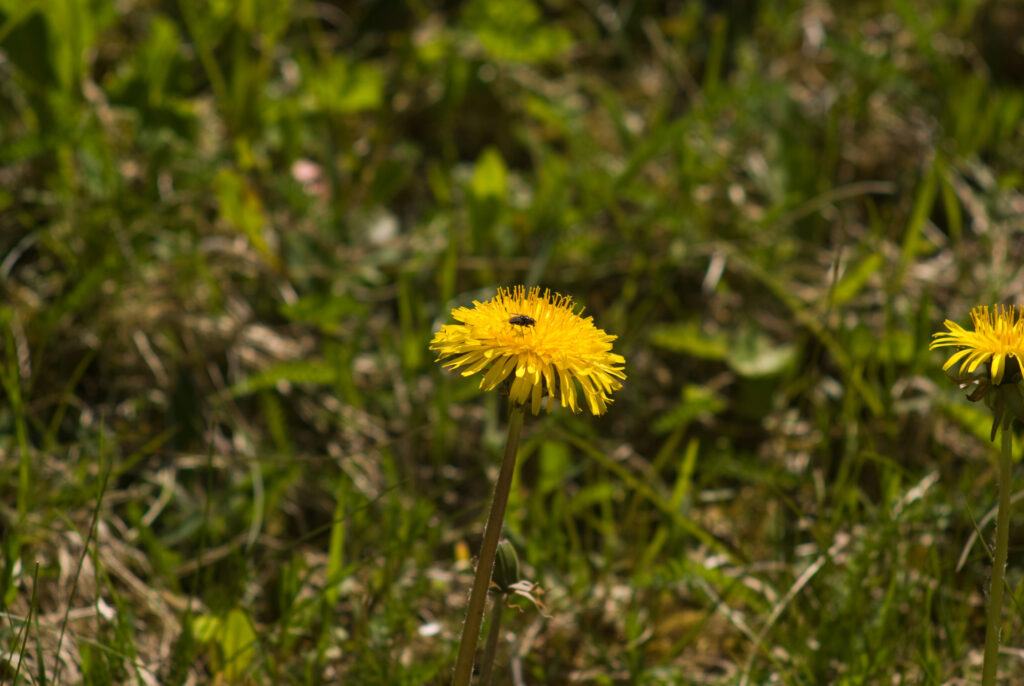Tamron 200mm f3.5 Adaptall-4676