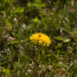Tamron 200mm f3.5 Adaptall-4676