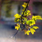 Cyclop 85mm f1.5 M42-12309