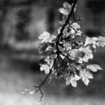 Cyclop 85mm f1.5 M42-12310