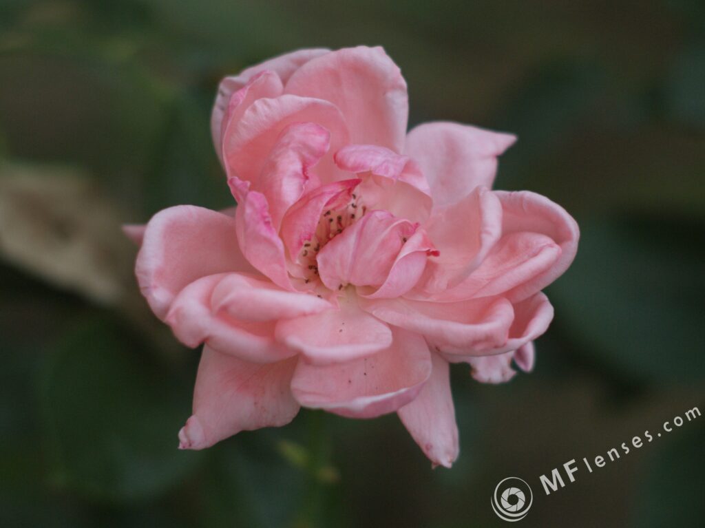 Helios-40-2 85mm f/1.5 M42 black-2593
