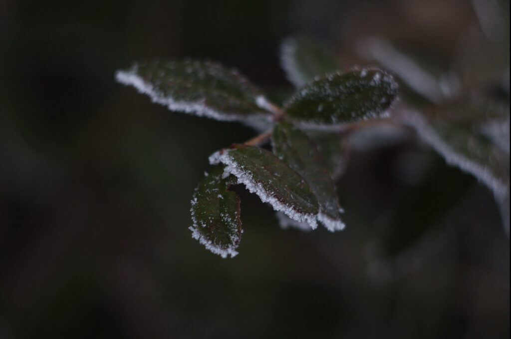 Helios-44 58mm f/2 M39 alu very old-1322