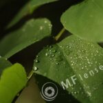 Helios M-44 58mm f/2-16-101