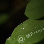 Helios M-44 58mm f/2-16-102