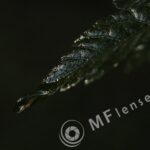 Helios M-44 58mm f/2-16-103