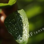 Helios M-44 58mm f/2-16-106