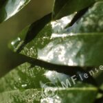 Helios M-44 58mm f/2-16-109