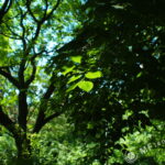 Mir-10A 28mm f/3.5-2121