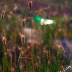 Mir-1B 37mm f/2.8-2263