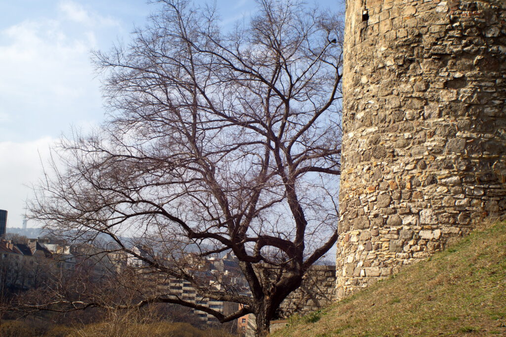 MIR 26B 45mm f3.5 SONY NEX-3-10796