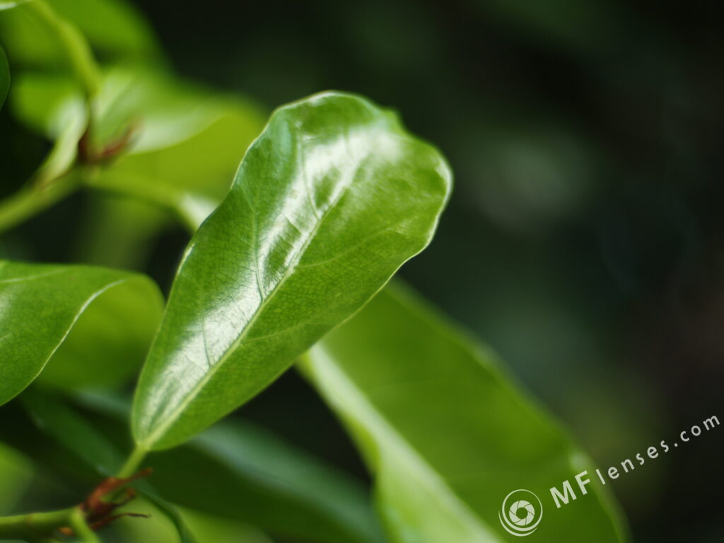 Arsat-H 50mm f1.4 Nikon-2639