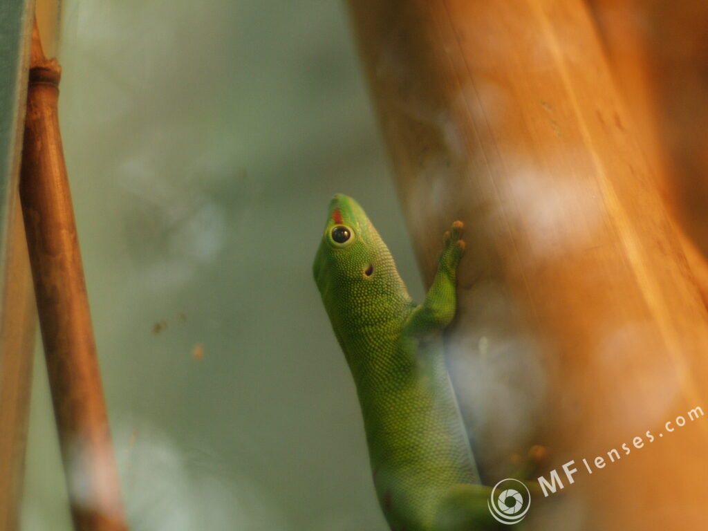 Arsat-H 50mm f1.4 Nikon-2642