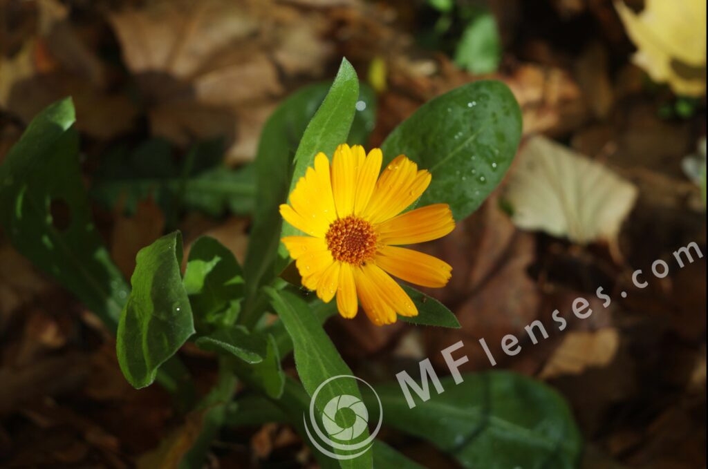 Industar 50-2 50mm f/3.5 M42-814