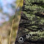 Industar 50-2 50mm f/3.5 M42-818