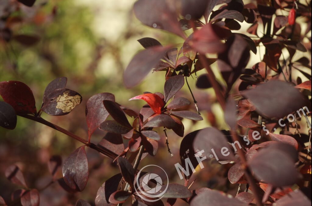 Industar 50-2 50mm f/3.5 M42-821