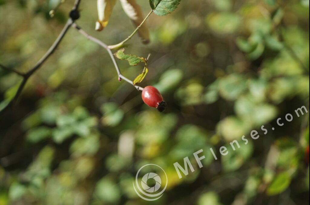 Industar 50-2 50mm f/3.5 M42-822