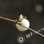 Industar-61L/Z 50mm f/2.8 Macro-1218