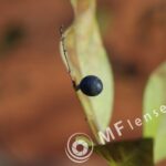Industar-61L/Z 50mm f/2.8 Macro-1223