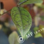 Industar-61L/Z 50mm f/2.8 Macro-1224
