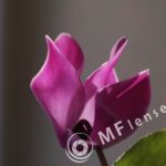 Industar-61L/Z 50mm f/2.8 Macro-1227