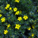 Industar-61 2.8/52mm FED-4 lens Sony-NEX-8987